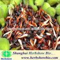 Aquilaria malaccensis Seeds For Growing